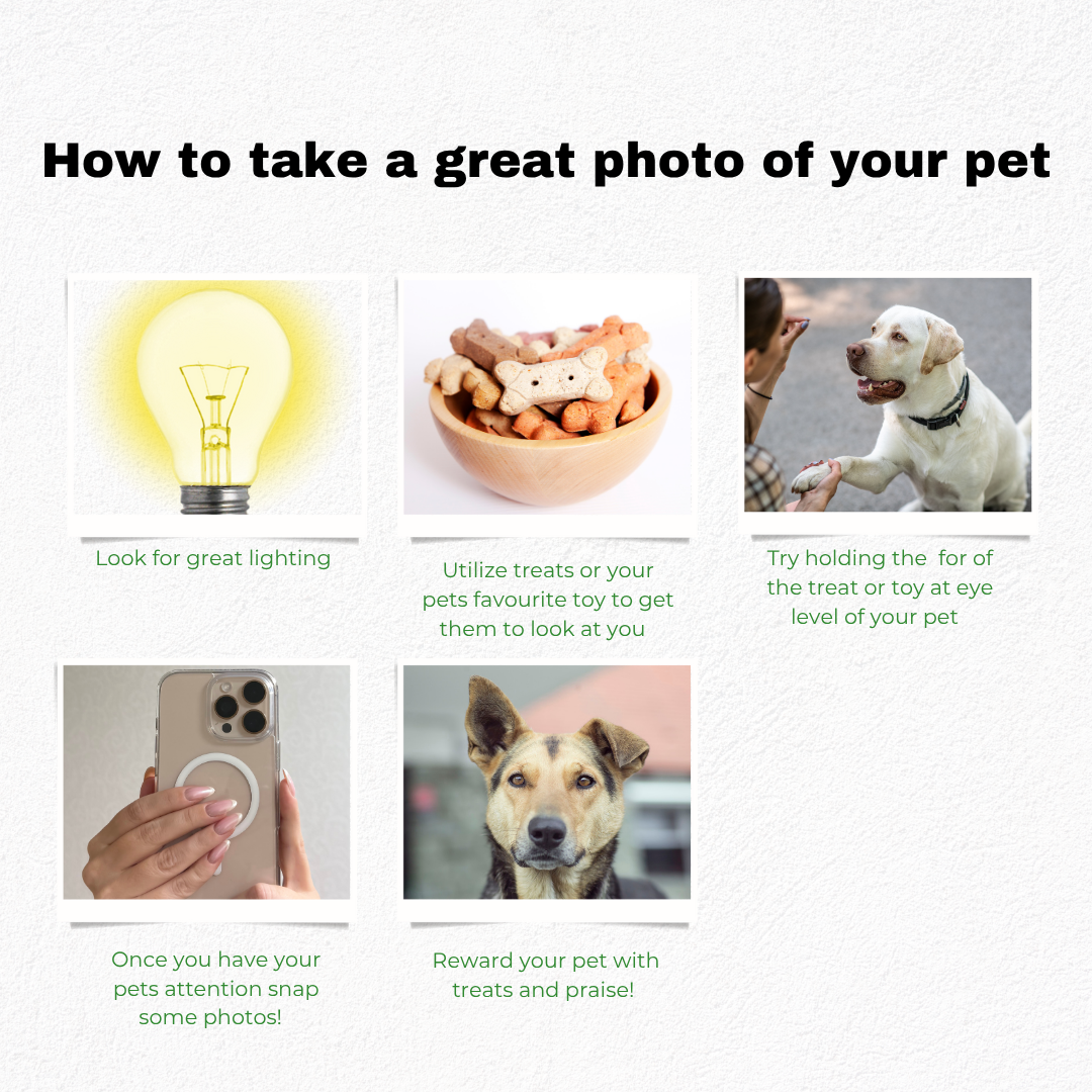 WORKSHOP: PAINT YOUR PET JULY 13