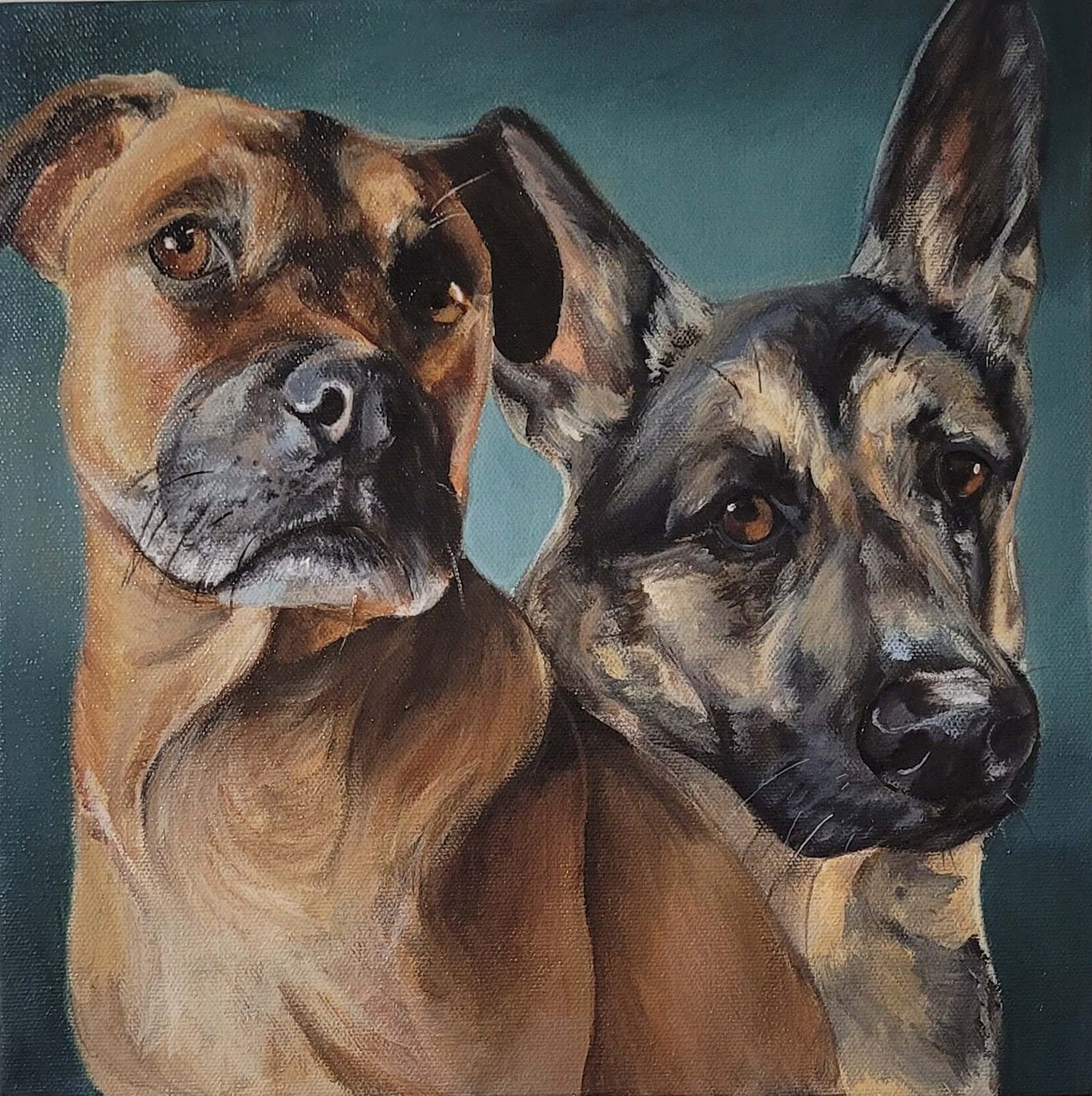 Boxer German Shepherd portrait