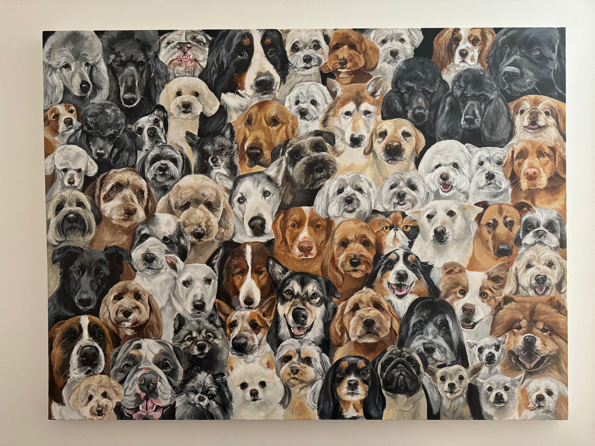 pet portrait of 50 dogs